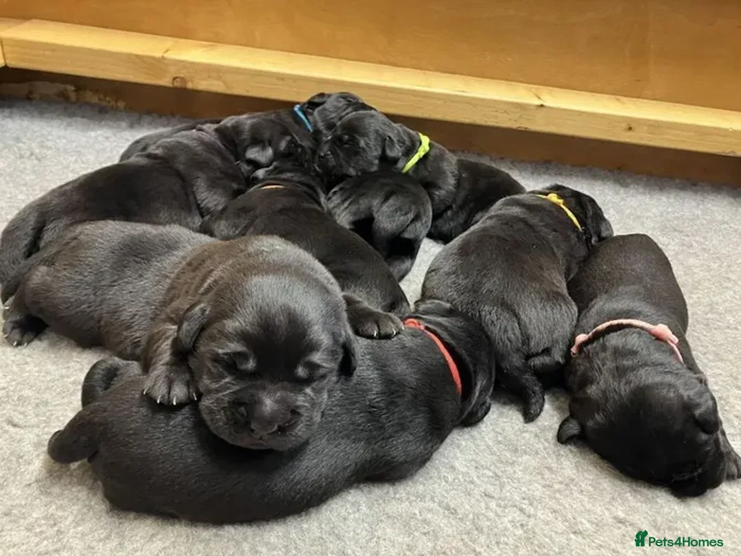 Labrador Retriever dogs for sale: CHUNKY SHOW TYPE BLACK KC REG LABRADOR PUPPIES - Advert 7