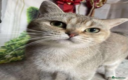 British Shorthair cats for sale: British shorthair FEMALES. Looking for a new homes - Image 8