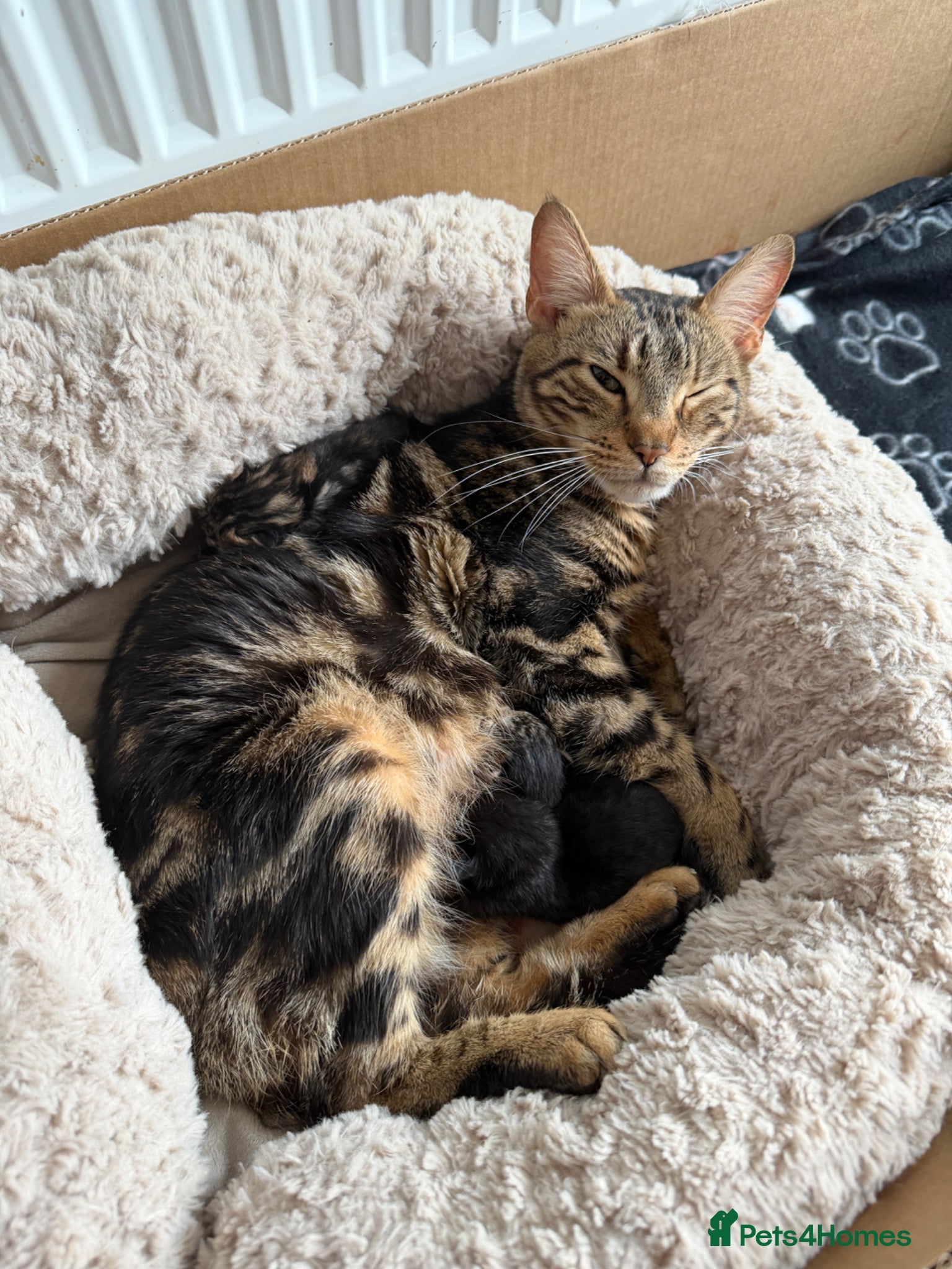 Mixed Breed cats Gorgeous Kittens - Advert 3