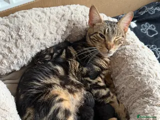 Mixed Breed cats Gorgeous Kittens - Advert 3