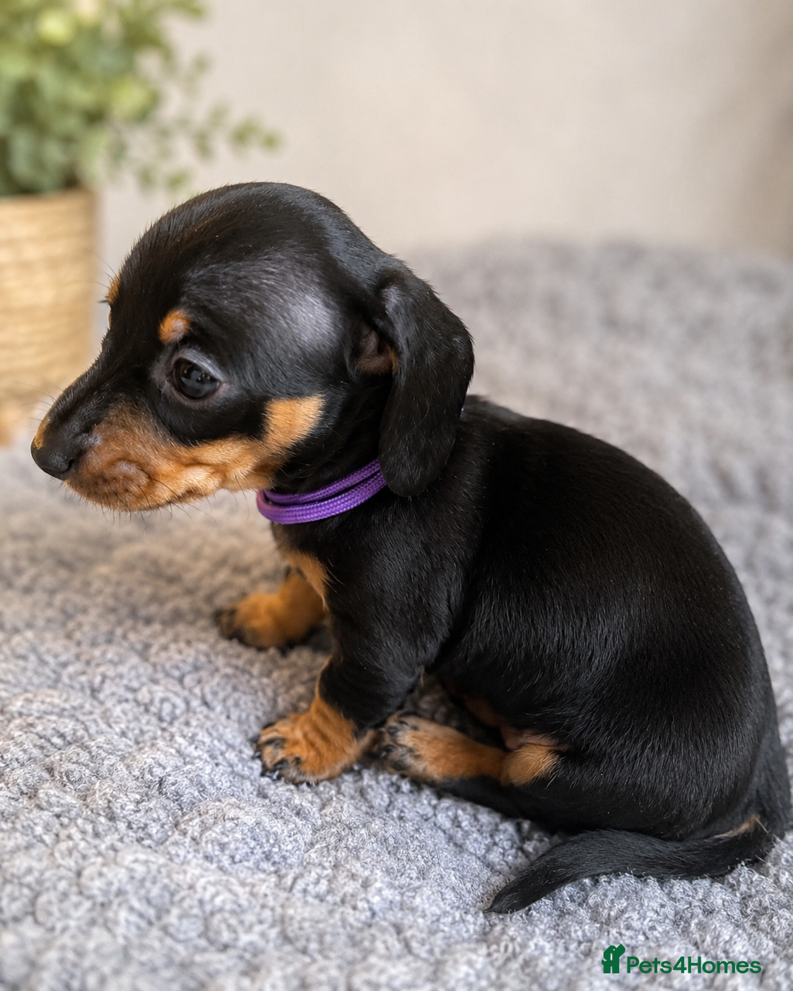 Miniature Dachshund dogs Beautiful Black & Tan KC Miniature Dachshund Girl - Advert 1