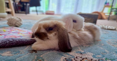 Mini Lop rabbits - Advert 8