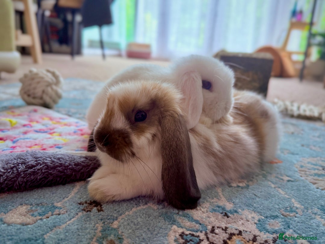 Mini Lop rabbits for sale: Mini lop babies - Image 4