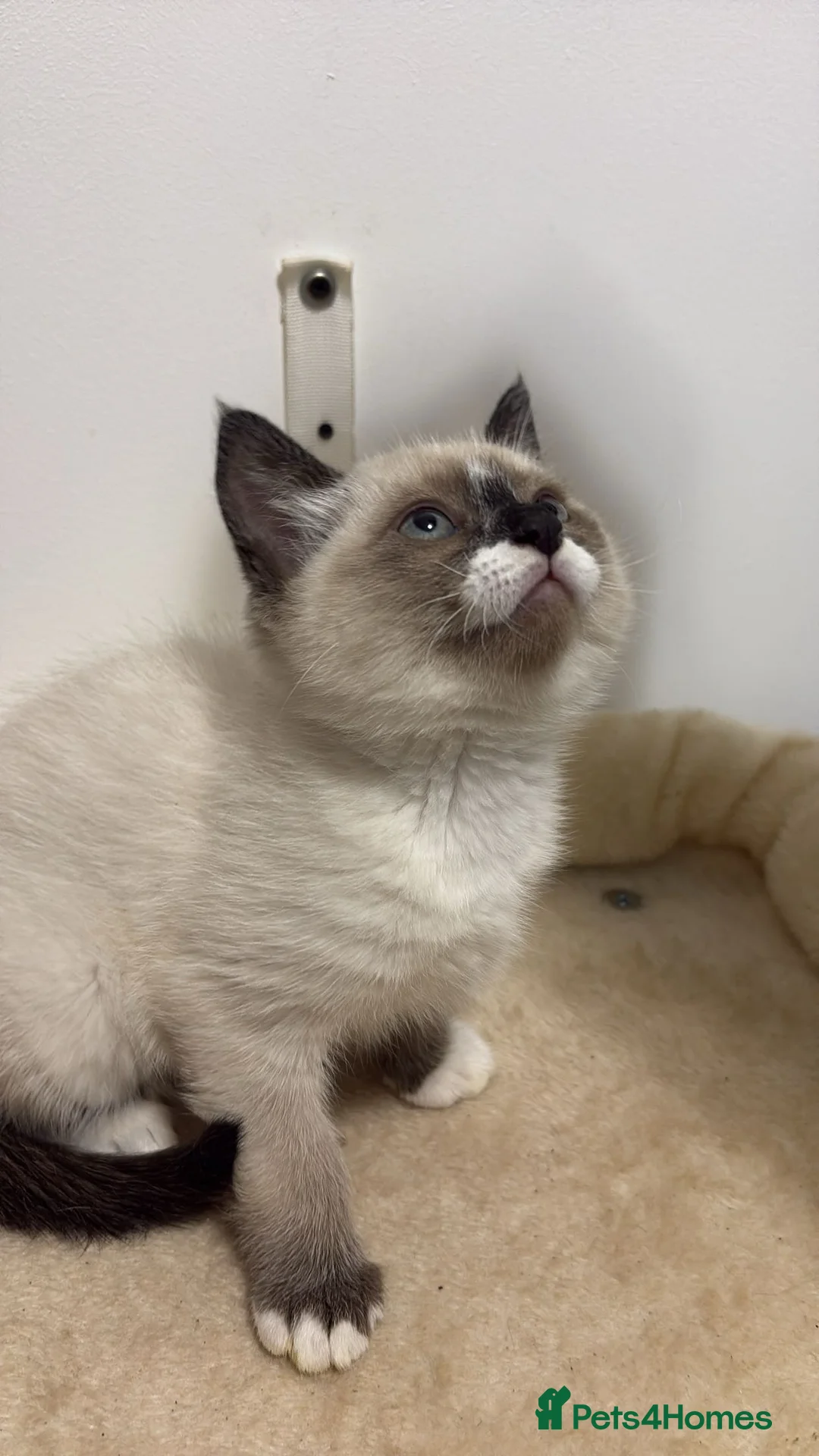 Ragdoll cats for sale: X3 Beautiful Ragdoll Kittens - Ready to leave 🐱 - Advert 20