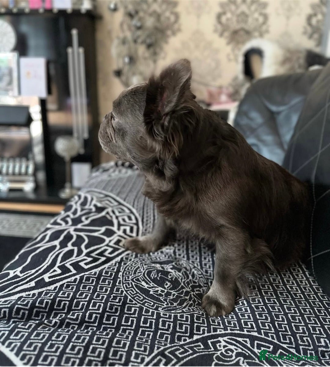 French Bulldog dogs for sale: Beautiful full fluffy French bulldog  - Advert 6