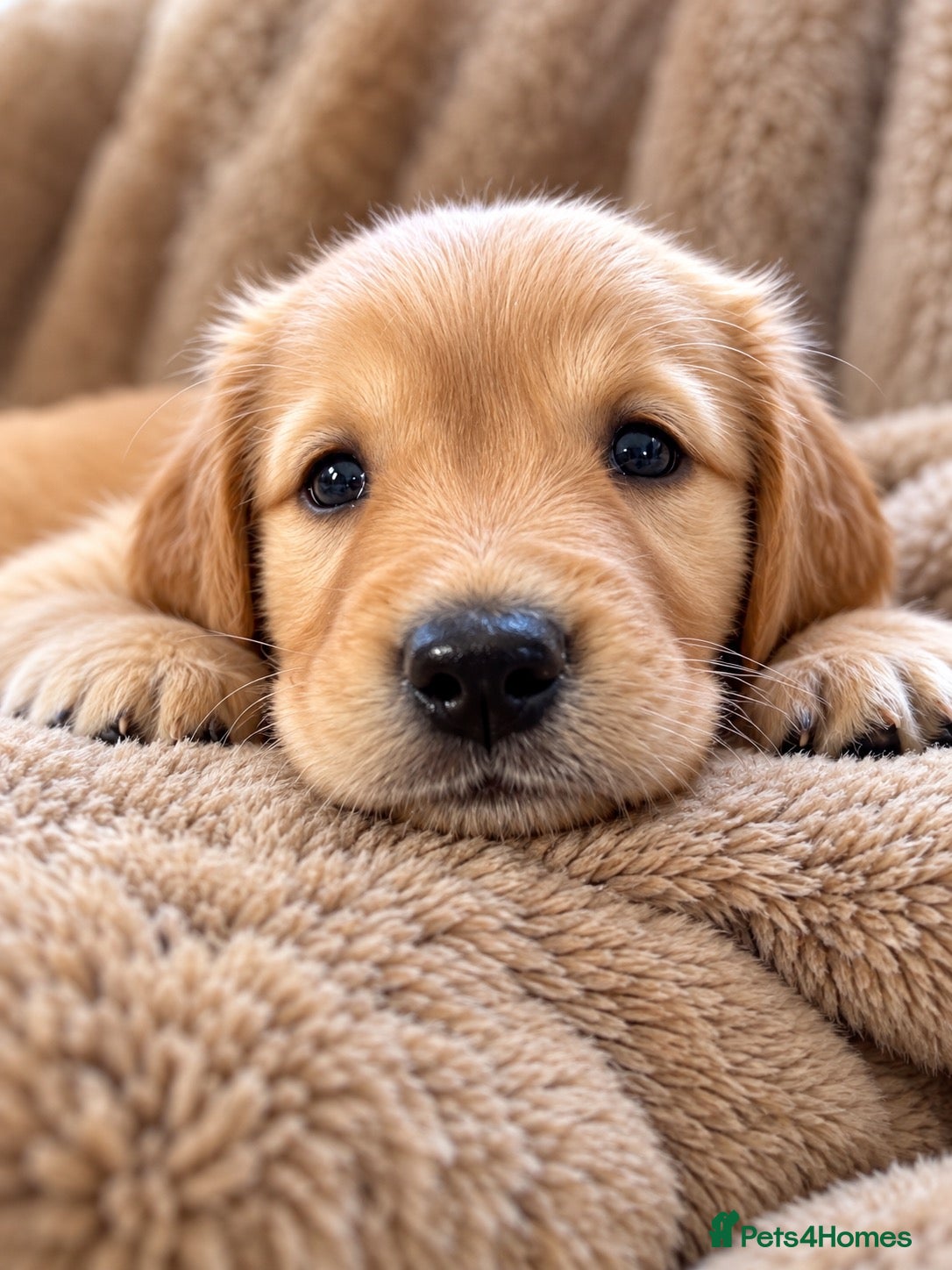 Golden Retriever dogs Beautiful KC Golden Retrievers  - Advert 1