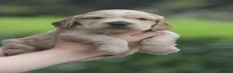 Cocker Spaniel dogs for sale: Fully Health Tested Show Type Cocker Spaniels  - Advert 3