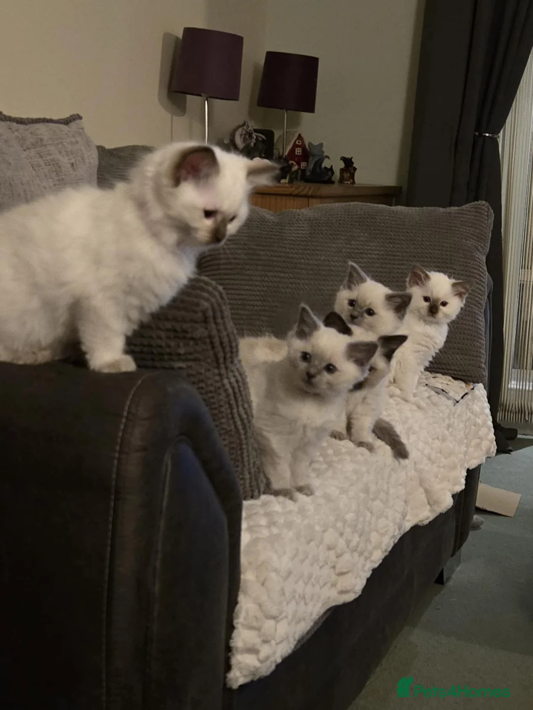 Ragdoll cats for stud: Pedigree Ragdoll for stud duty  in Worcester - Advert 7