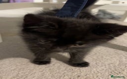 Mixed Breed cats for sale: Black kitten  - Image 2