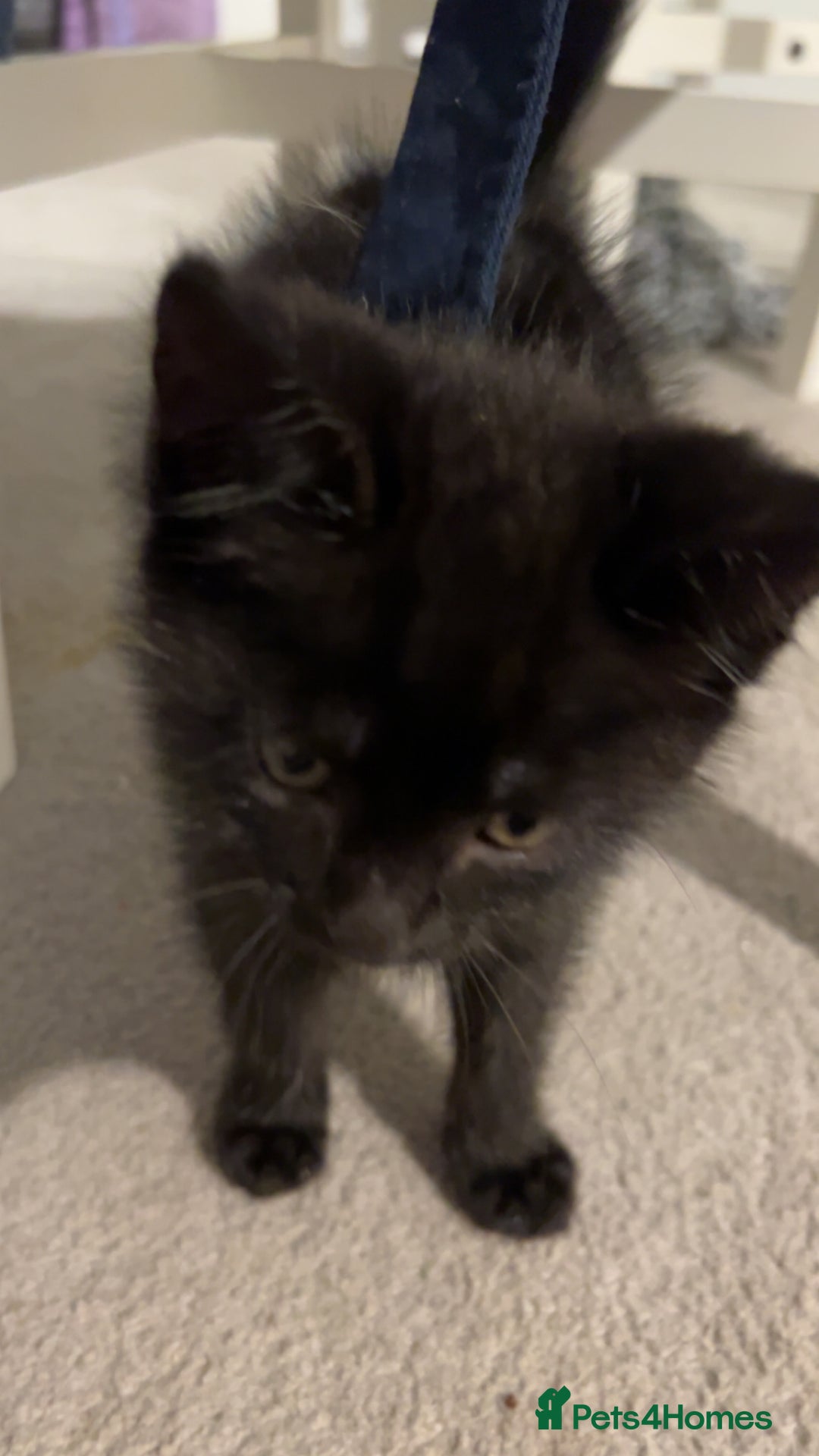 Mixed Breed cats for sale: Black kitten  - Image 2