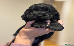 Cocker Spaniel dogs for sale: Beautiful show type cocker spaniels  - Image 2
