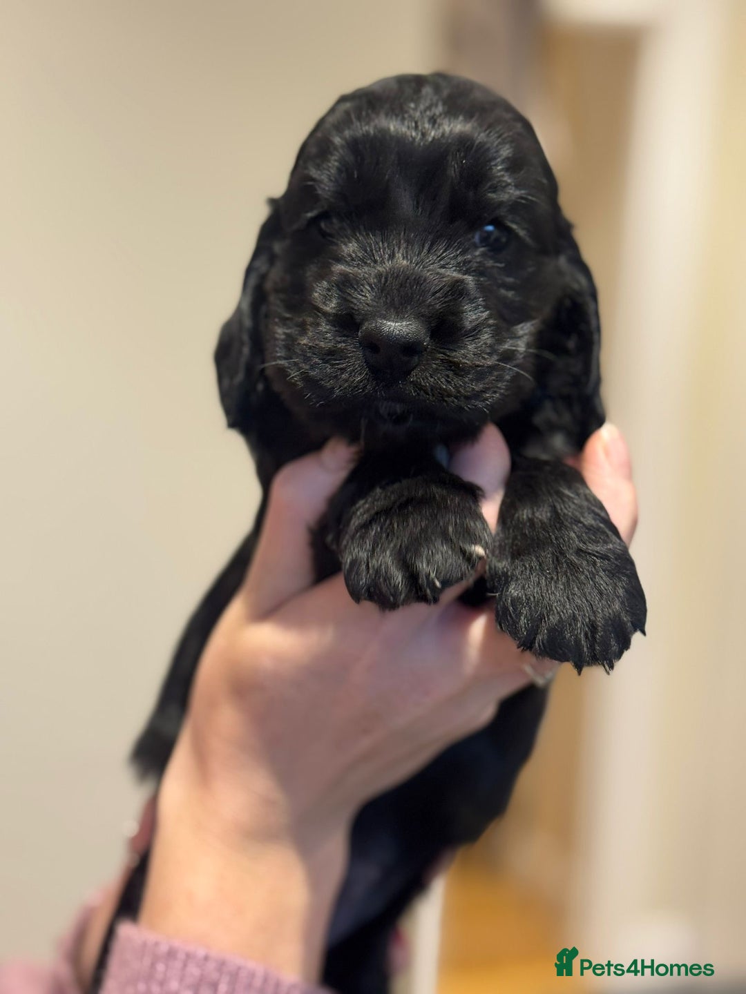 Cocker Spaniel dogs for sale: Beautiful show type cocker spaniels  - Image 2