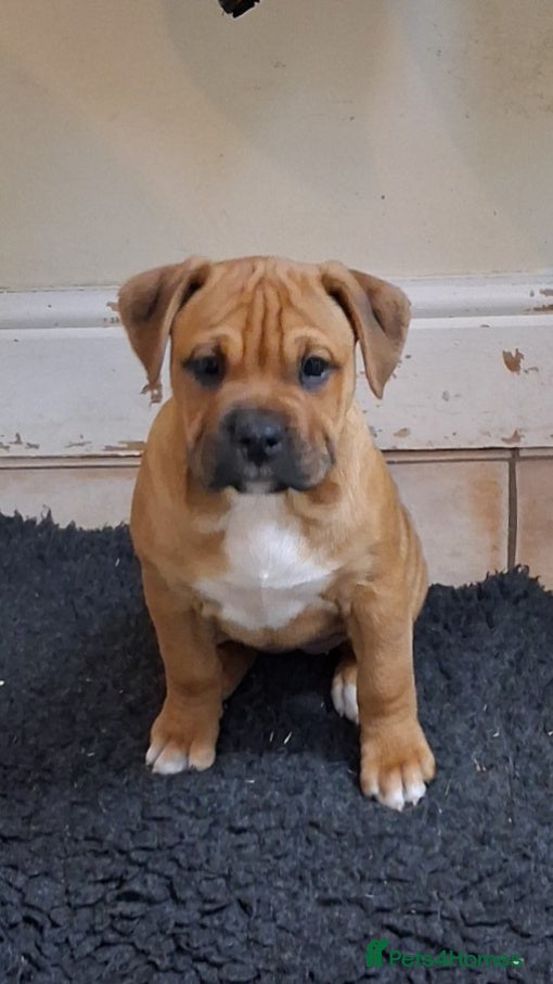 Mixed Breed dogs Beautiful pups, 2 little girls left  - Advert 1