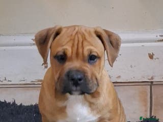 Mixed Breed dogs Beautiful pups, 2 little girls left - Advert 1