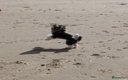 Biewer Terrier dogs for stud: Purebred Pedigree Biewer Terrier Stud in Merthyr Tydfil - Image 7