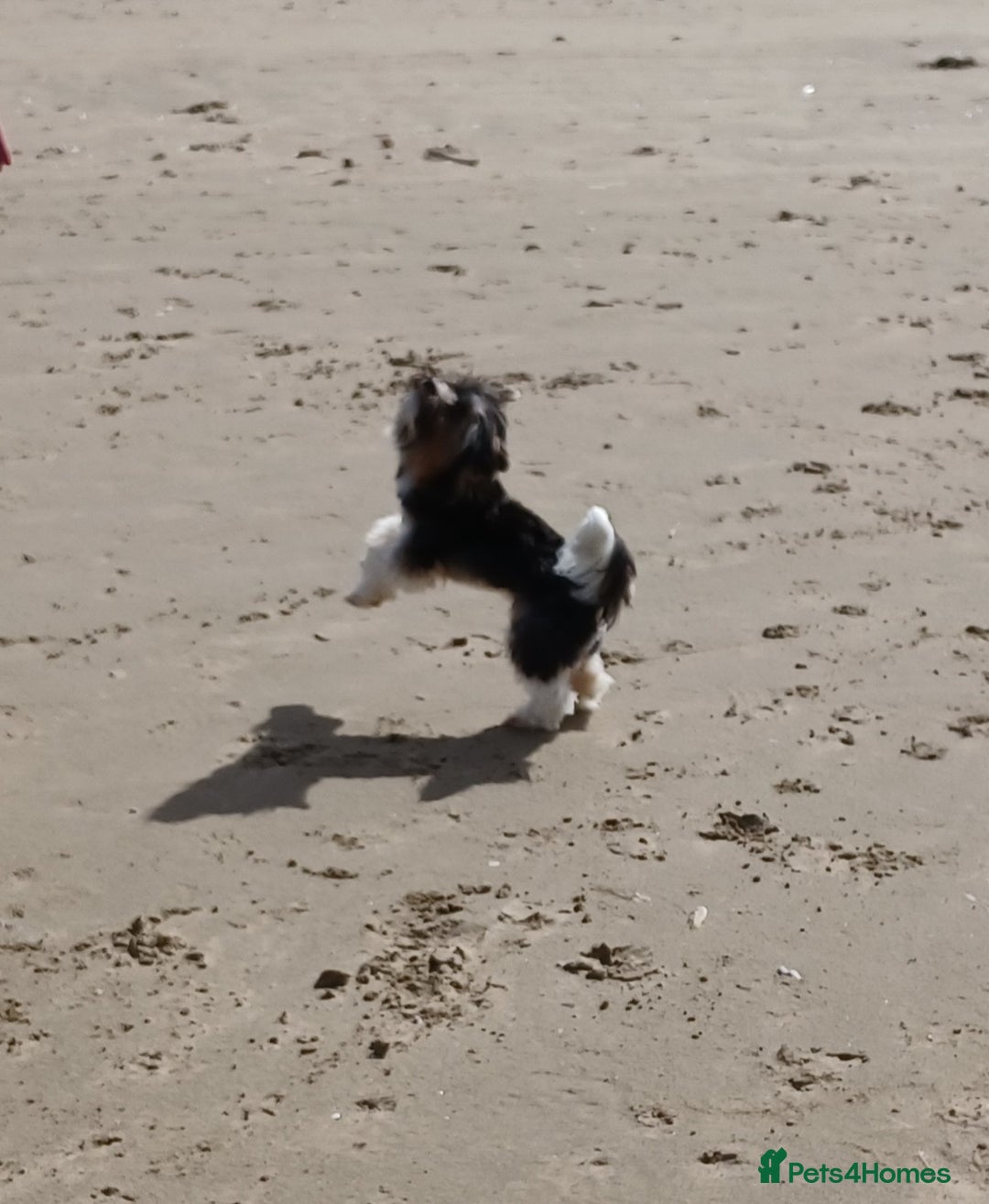 Biewer Terrier dogs for stud: Purebred Pedigree Biewer Terrier Stud in Merthyr Tydfil - Image 7