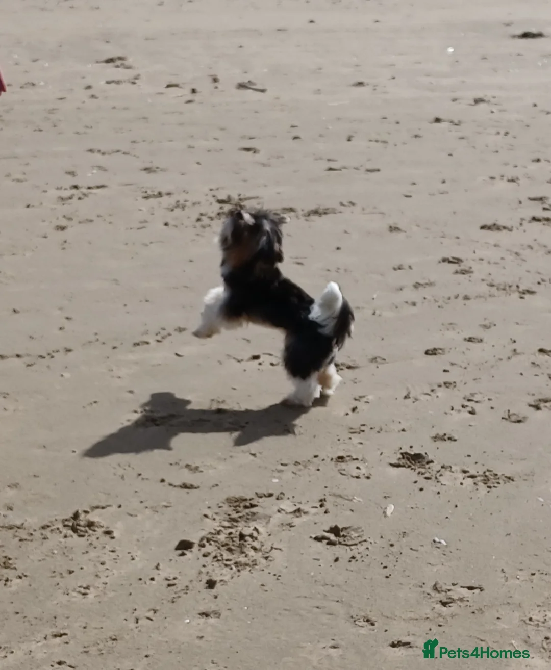 Biewer Terrier dogs for stud: Purebred Pedigree Biewer Terrier Stud in Merthyr Tydfil - Advert 7