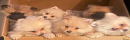 Pomeranian dogs for sale: Pomeraniums  - Advert 20