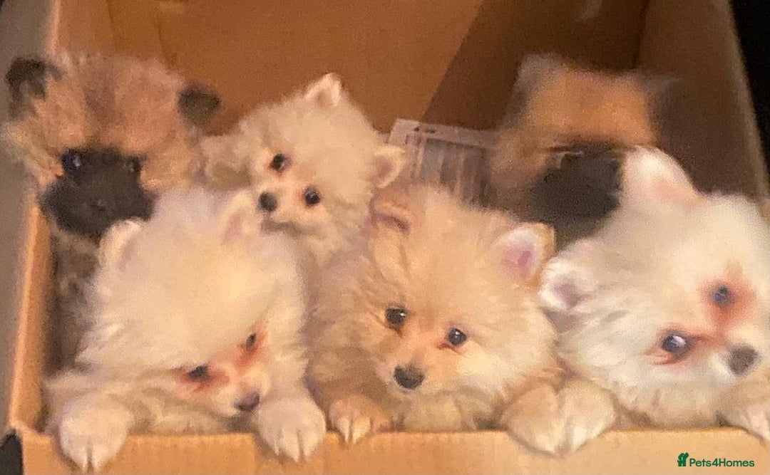 Pomeranian dogs for sale: Pomeraniums  - Advert 20