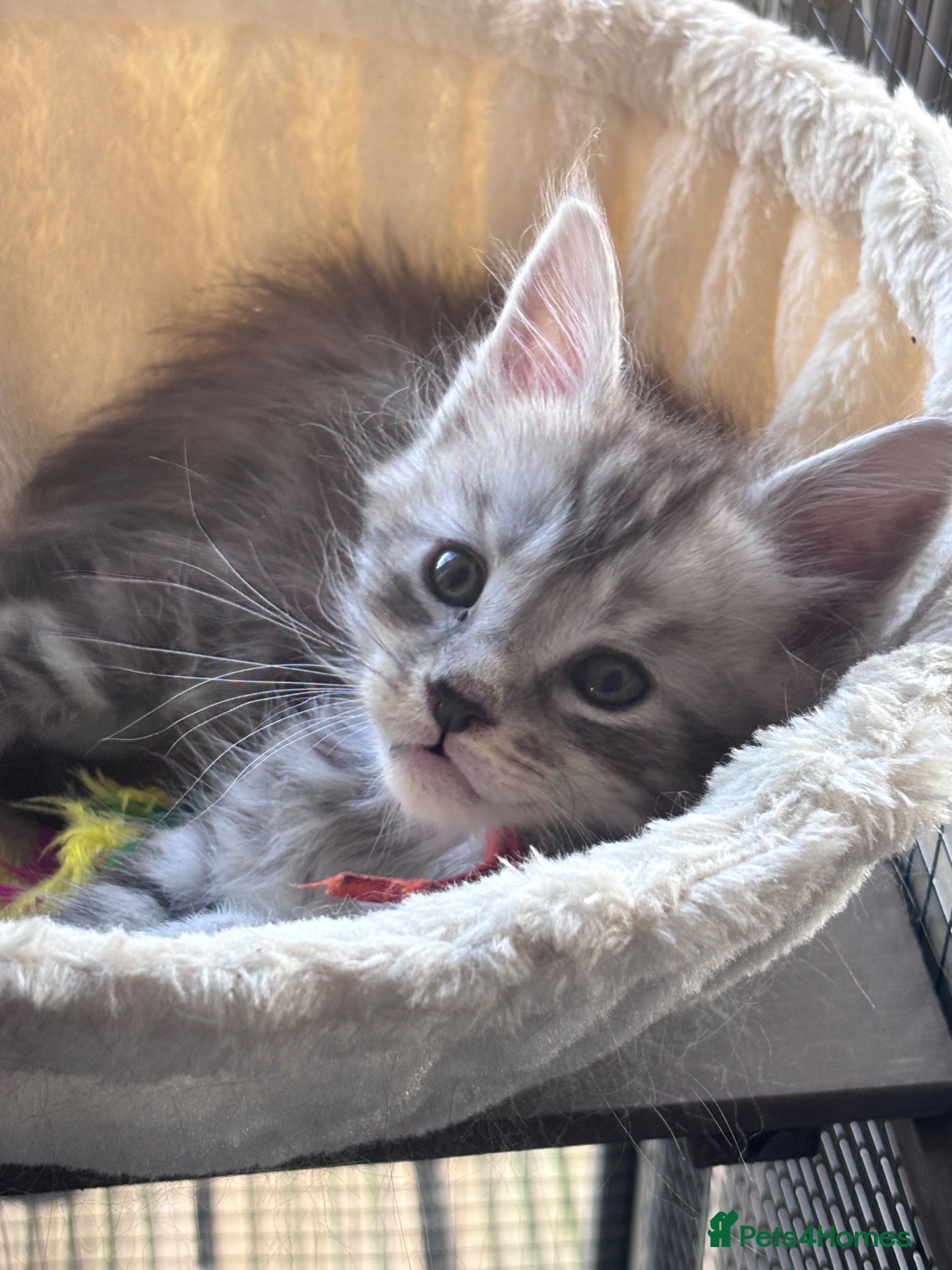 Maine Coon cats One beautiful boy remaining - Advert 3