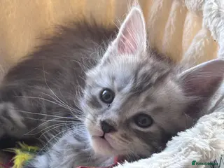Maine Coon cats One beautiful boy remaining - Advert 3
