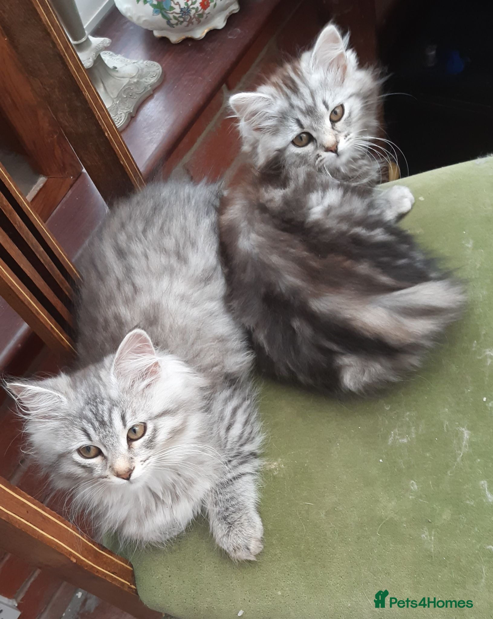 Siberian cats Adorable Siberian Kittens - Advert 2