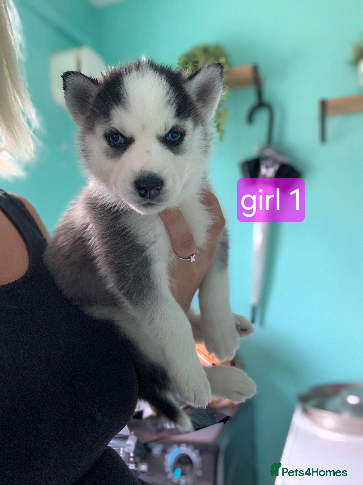 Siberian Husky dogs Only 2 girls left out of a litter of 7  - Advert 9