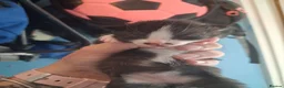 Mixed Breed cats for sale: Kittens looking for there forever home - Advert 5