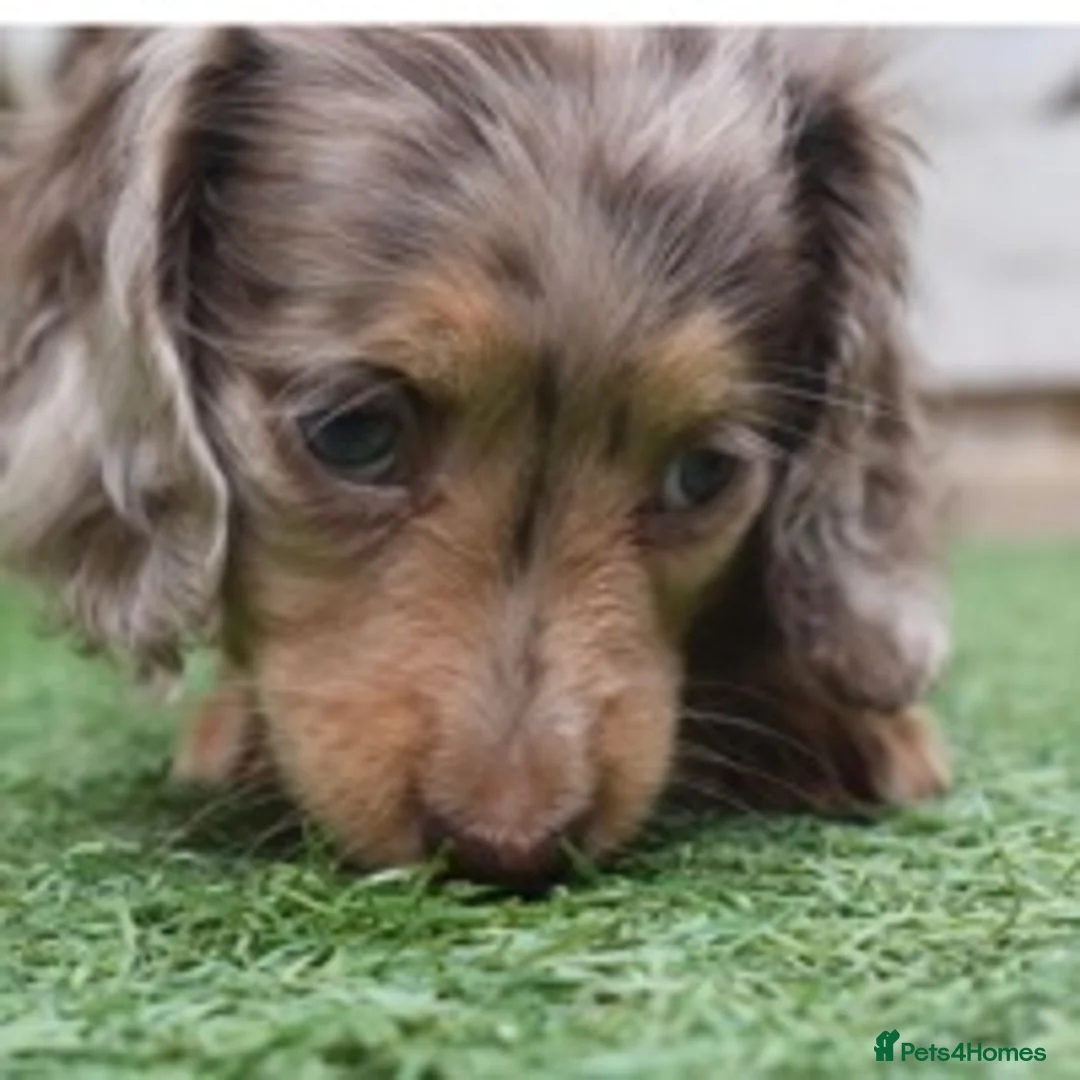 Miniature Dachshund dogs for stud: ✨Kc mini long haired dapple✨ 17 champions✨ in Romford - Advert 11