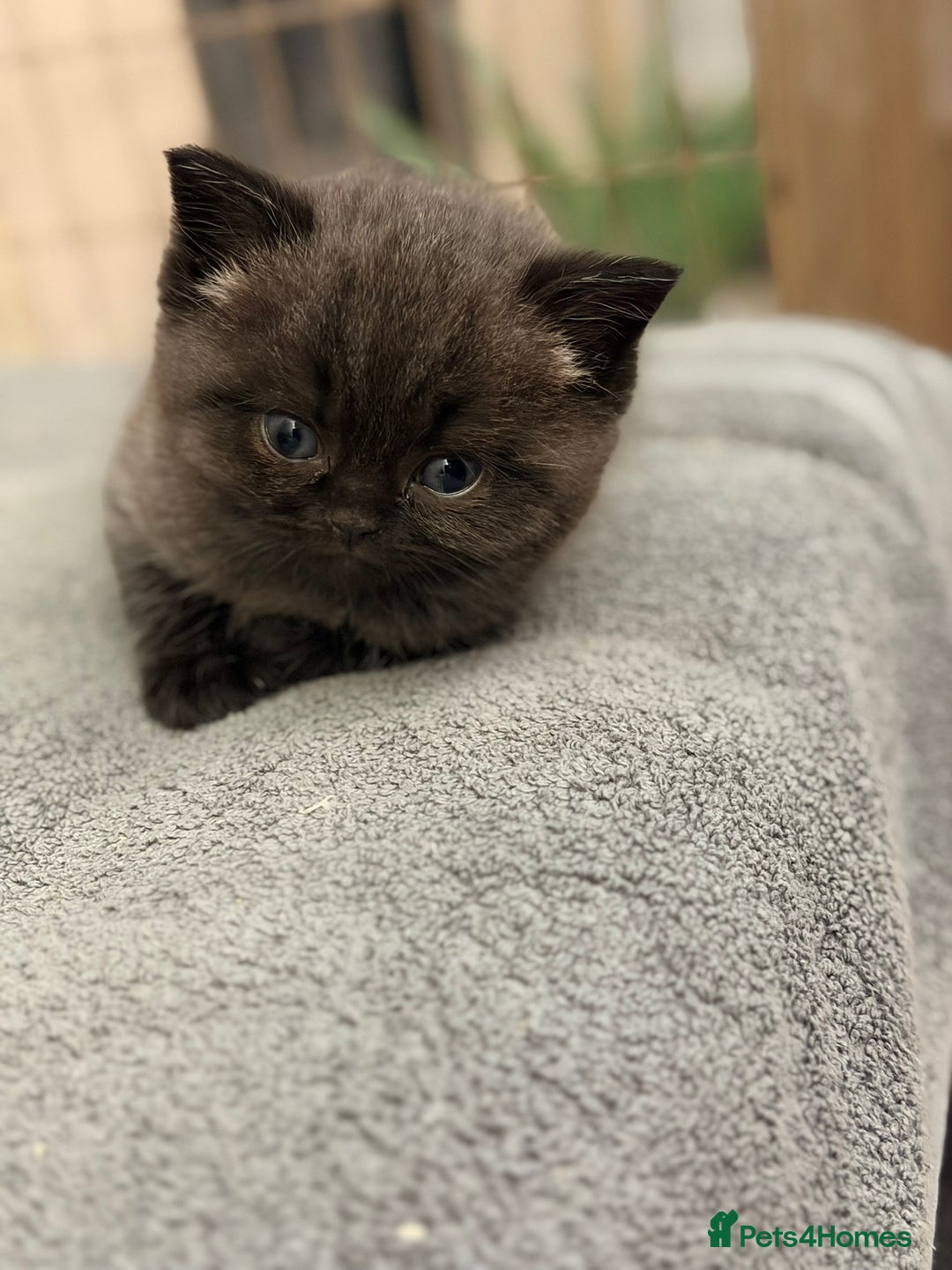 Scottish Fold cats for sale: Scottish fold kittens for sale! - Advert 33