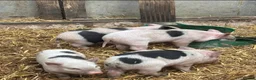 Pig livestock for sale: juliana piglets  - Advert 3