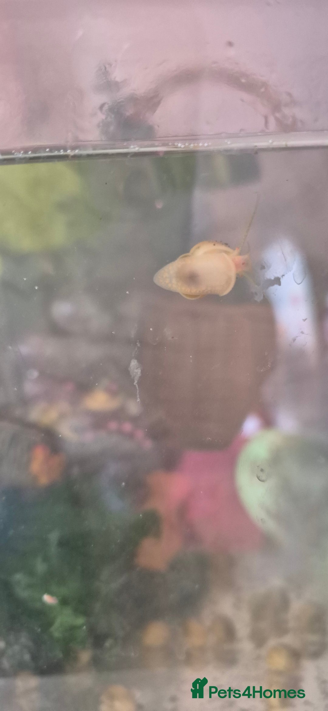 Snails fish for sale: Apple snails - Image 3