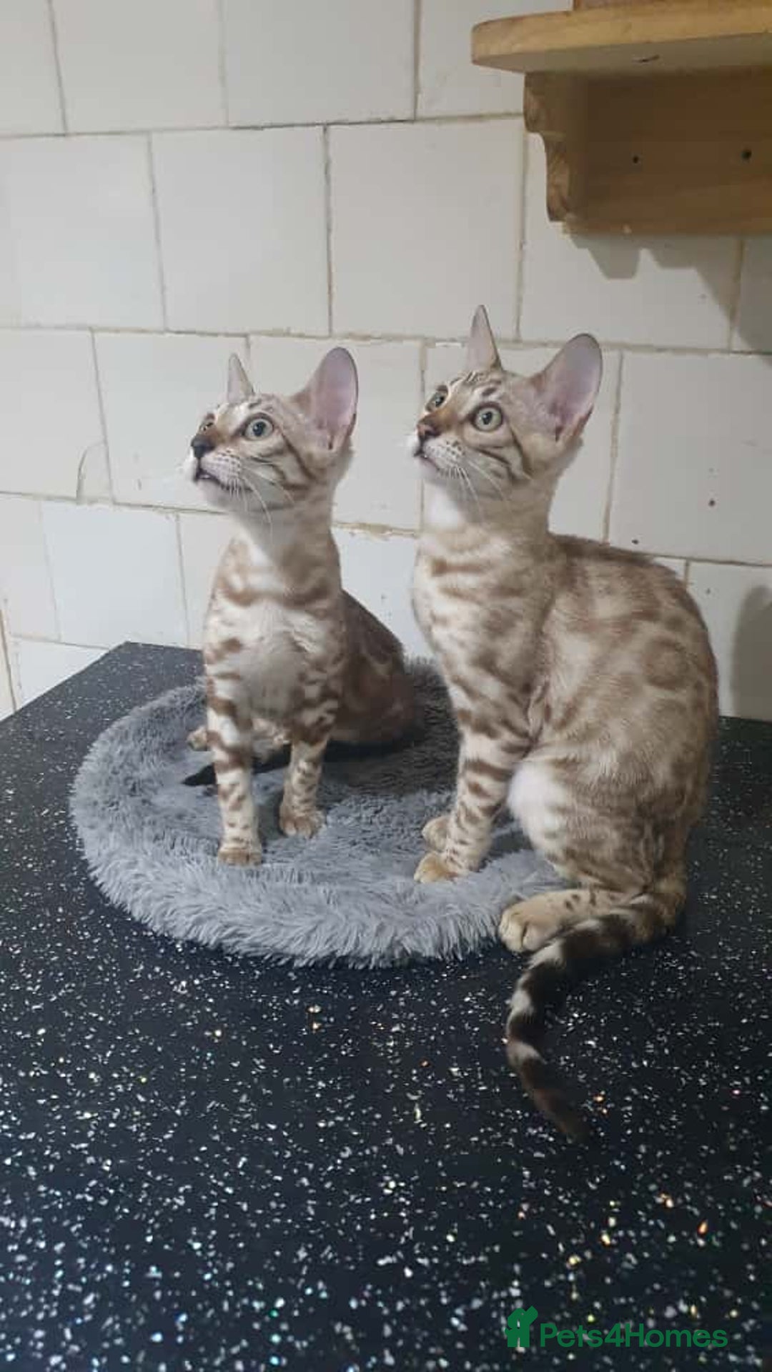 Bengal cats for sale: 🔥✨Pedigree TICA-Registered Bengals - Image 32