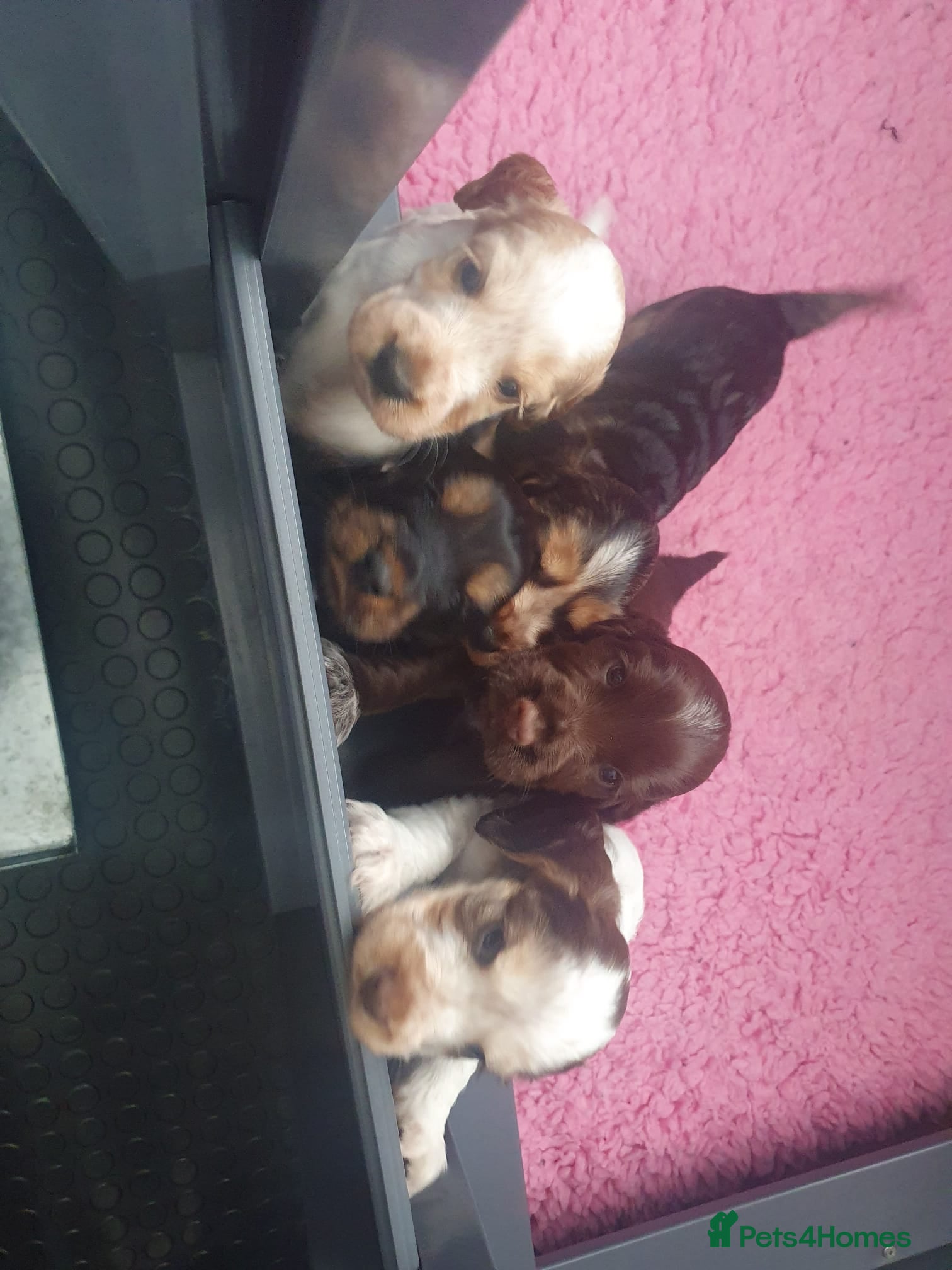 Cocker Spaniel dogs Gorgeous KC Health Tested Show Pups - Advert 2