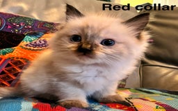 Ragdoll cats for sale: 4 Prebred Ragdolls kittens for sale - Image 7