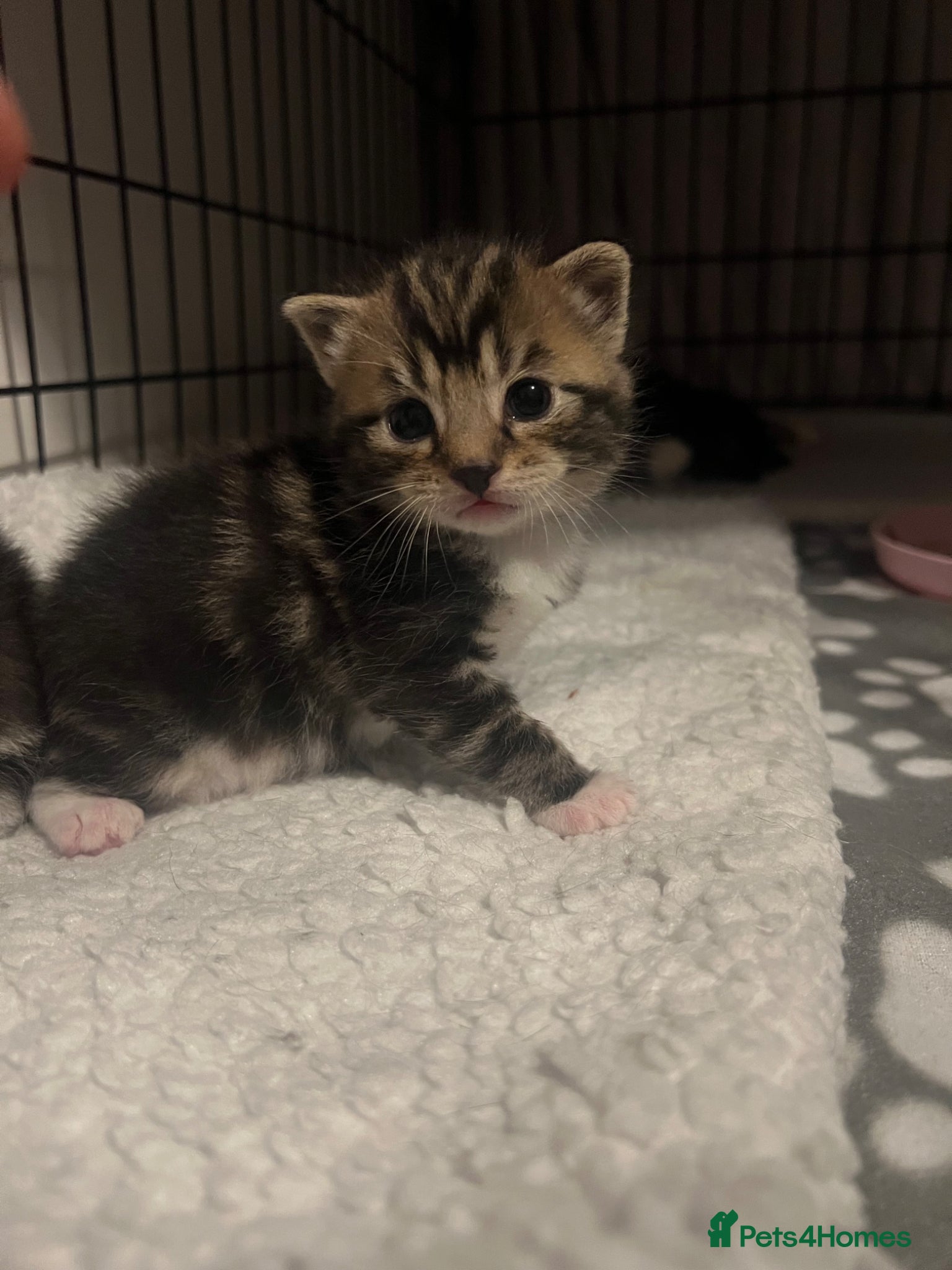 Mixed Breed cats 2 female tabby kittens and 1 black male kitten  - Advert 7