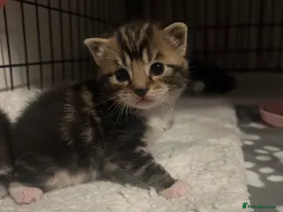 Mixed Breed cats 2 female tabby kittens and 1 black male kitten - Advert 10