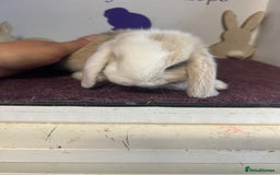 Mini Lop rabbits for sale: Beautiful litter of mixed mini lops  - Image 13