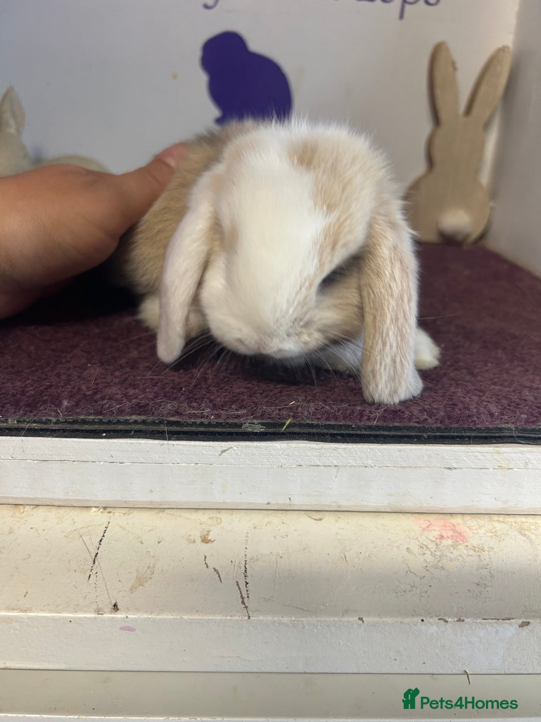 Mini Lop rabbits for sale: Beautiful litter of mixed mini lops  - Image 13