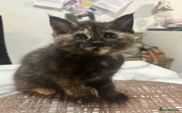 Ragdoll cats for sale: Beautiful Ragdoll Tortishell Kittens for sale! - Image 9