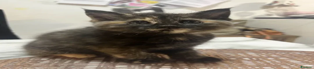 kitten 4 - Toffee