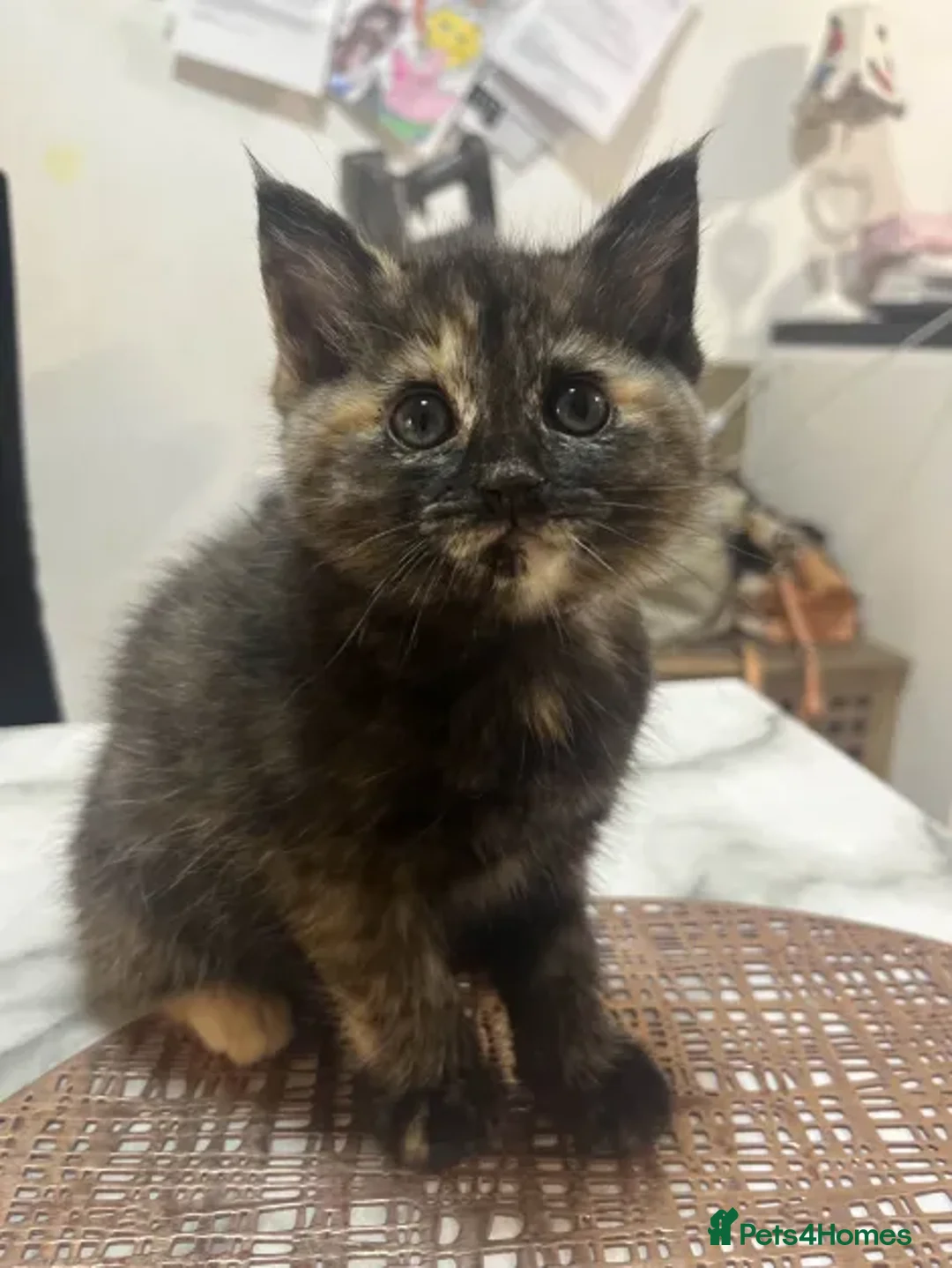 Ragdoll cats for sale: Beautiful Ragdoll Tortishell Kittens for sale! - Image 9