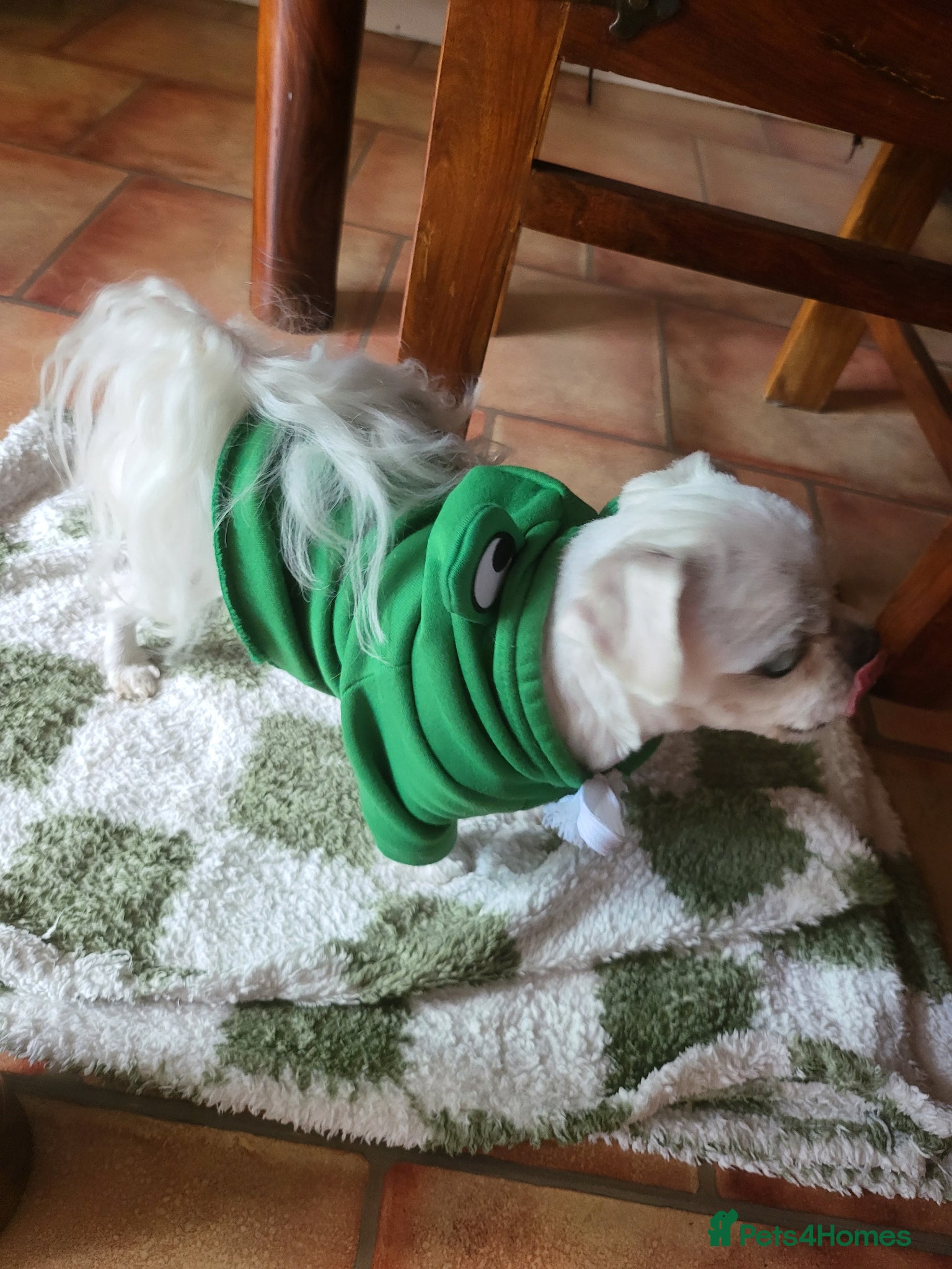 Bichon Frise dogs for sale: Korean Bison very small boy. - Advert 17