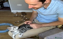 British Shorthair cats for sale: Silver Tabby BSH GCCF registered Kittens - Image 5
