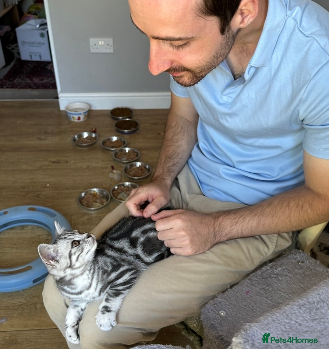 British Shorthair cats for sale: Silver Tabby BSH GCCF registered Kittens - Image 5