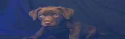 Labrador Retriever dogs for sale: Chocolate Labrador in Glasgow - Advert 24