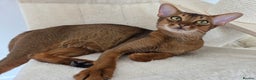 Abyssinian cats for sale: Gorgeous Tica  Abyssinian Kittens  - Advert 12