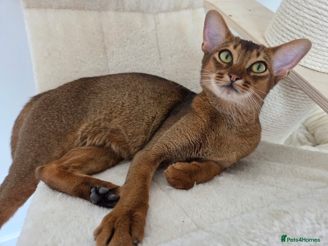 Abyssinian cats for sale: Gorgeous Tica  Abyssinian Kittens  - Advert 12