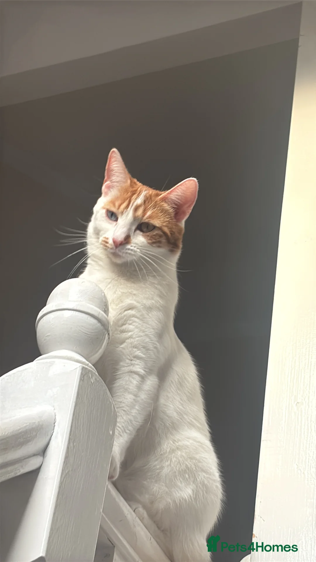 Turkish Van cats for sale: Turkish female van cat  - Advert 2