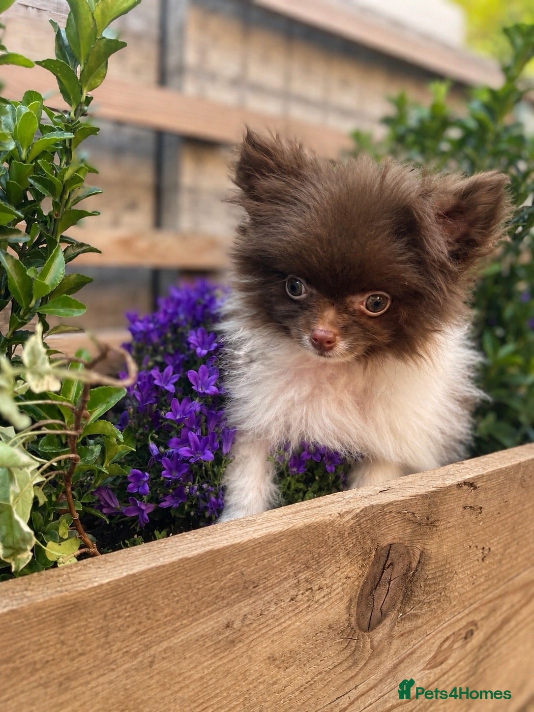 Pomeranian dogs Chocolate Parti Pom - Advert 14
